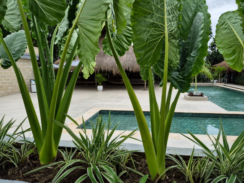 Piscina rodeada de vegetación tropical
